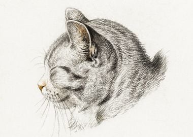 Sketch Of A Cat 1813 By Je