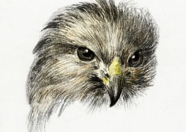 Head Of A Bird Of Prey 181