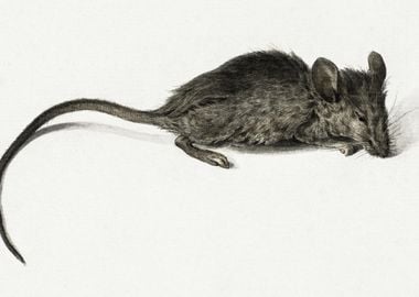 Mouse By Jean Bernard 1775