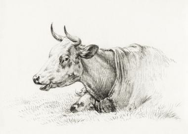 Lying Cow 1825 By Jean Ber