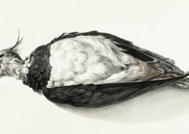 Dead Lapwing 1827 By Jean