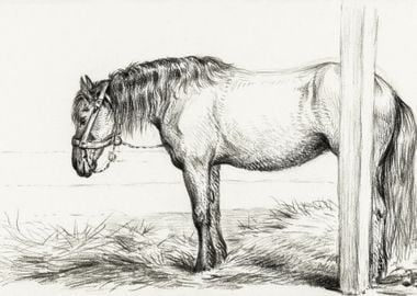 Standing Horse 1817 By Jea