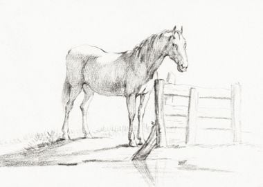 Standing Horse At A Fence