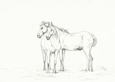 Two Horses Standing Togeth