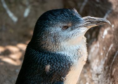 Little Blue Penguin