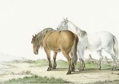 A Brown And White Horse On