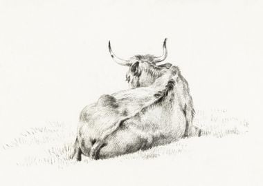 Lying Cow 1815 By Jean Ber