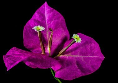 Purple Bougainvillea