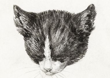 Sketch Of A Cat By Jean Be