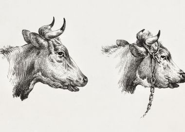 Two Bull Heads 1809  1833 