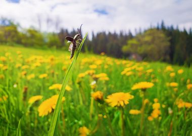 beetle take flight