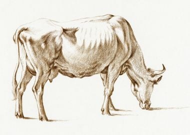 Grazing Cow By Jean Bernar