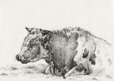 Lying Cow 1828 By Jean Ber