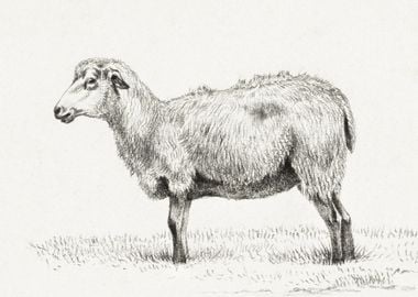 Standing Sheep 1812 By Jea