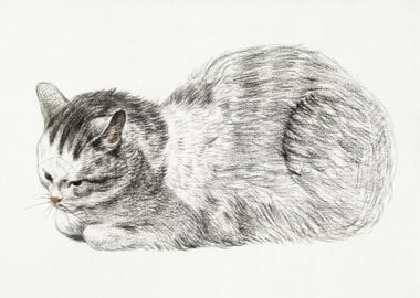 Sketch Of A Lying Cat By J