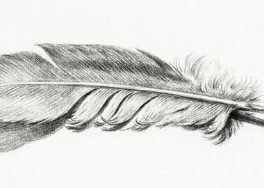 Feather By Jean Bernard 17