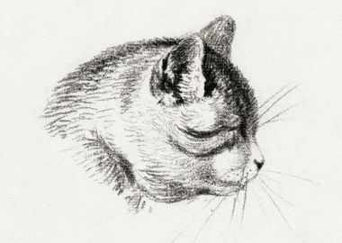 Sketch Of A Cat By Jean Be