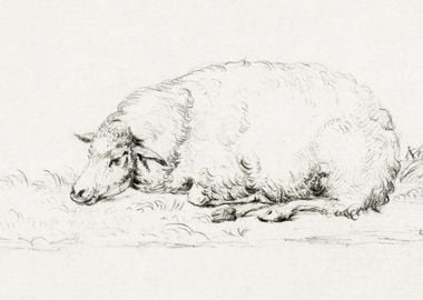 Lying Sheep By Jean Bernar