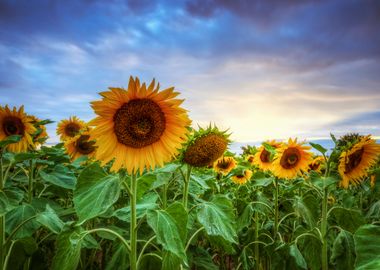 sunflowers