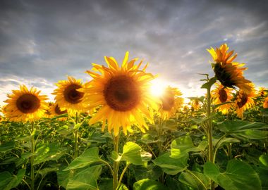 Sunflowers