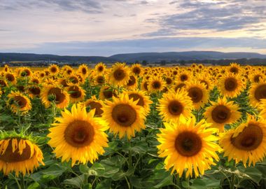 Sunflowers