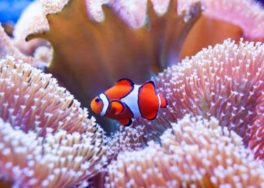 Clown fish