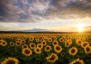 sunflowers