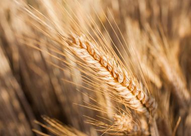 Wheat field