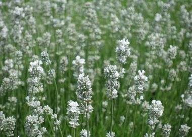 White Lavender