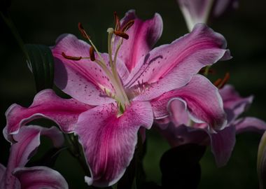 Lilac Tiger Lily Flower