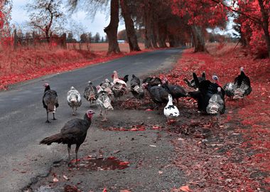 Turkeys on street art 