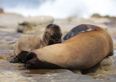 Mothers Love