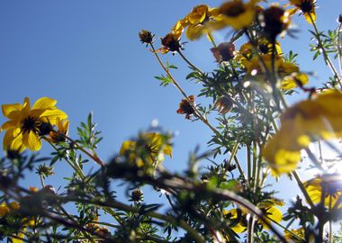 Summer Sky Flowers 5