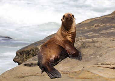 California Sea lion