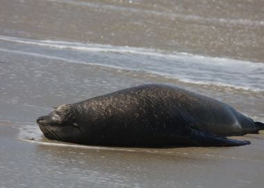 California Sea Lion