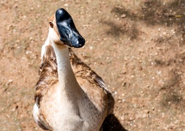 A Curious Goose