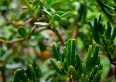 Succulent Tree