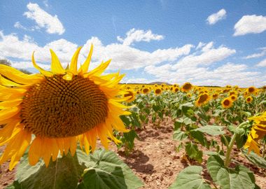 Sunflower field