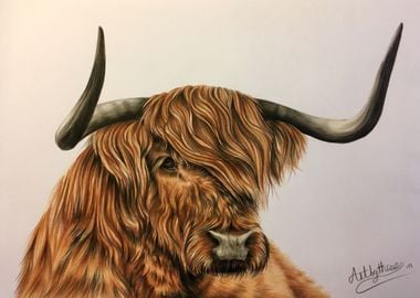 Highland Cow