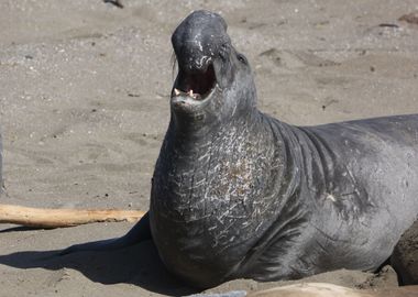 Elephant Seal