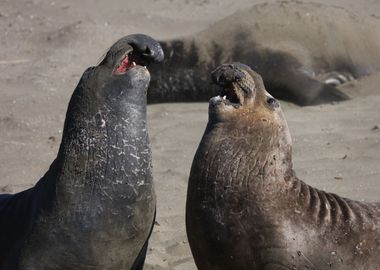 Elephant Seals