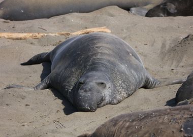 Elephant seal