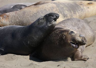 Elephant Seals