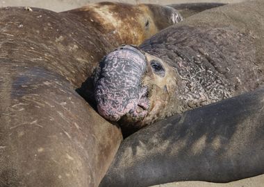 Elephant Seal