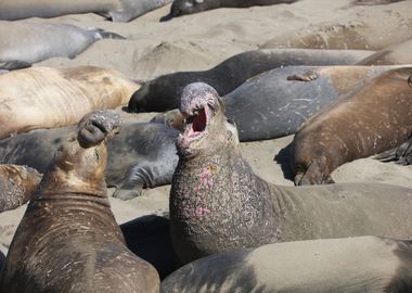 Elephant Seals