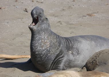 Elephant Seal