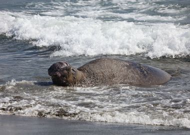 Elephant Seal