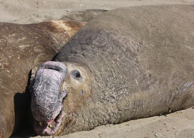 Elephant Seal