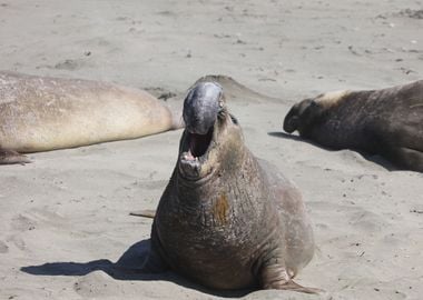 Elephant Seal