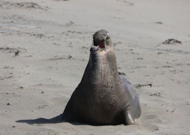 Elephant Seal